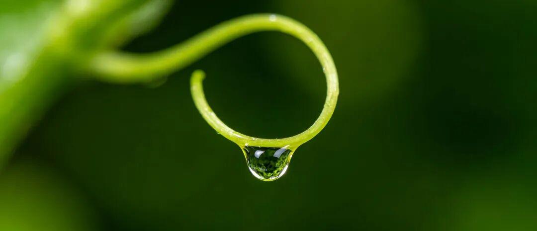 《露珠》
雨后藤蔓挂露珠，
晶莹剔透似珍珠。
弯弯藤蔓半悬空，
悬挂露珠润眼目。