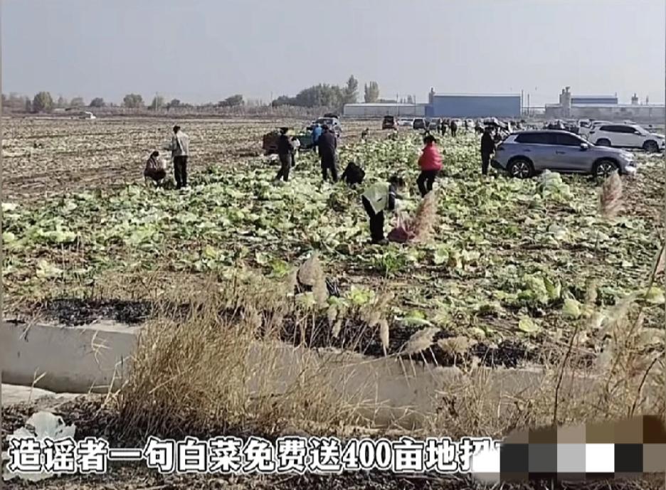 内蒙400亩白菜被哄抢
都是两个谣言惹的祸
其一：女网红10月中旬乱发视频；其二