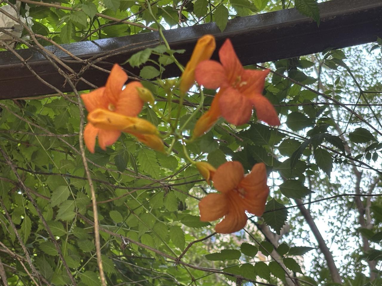 ，什么花都行这是凌霄花。
1、花朵橙红色喇叭状花冠，花苞细长呈橘黄色，成簇垂挂生