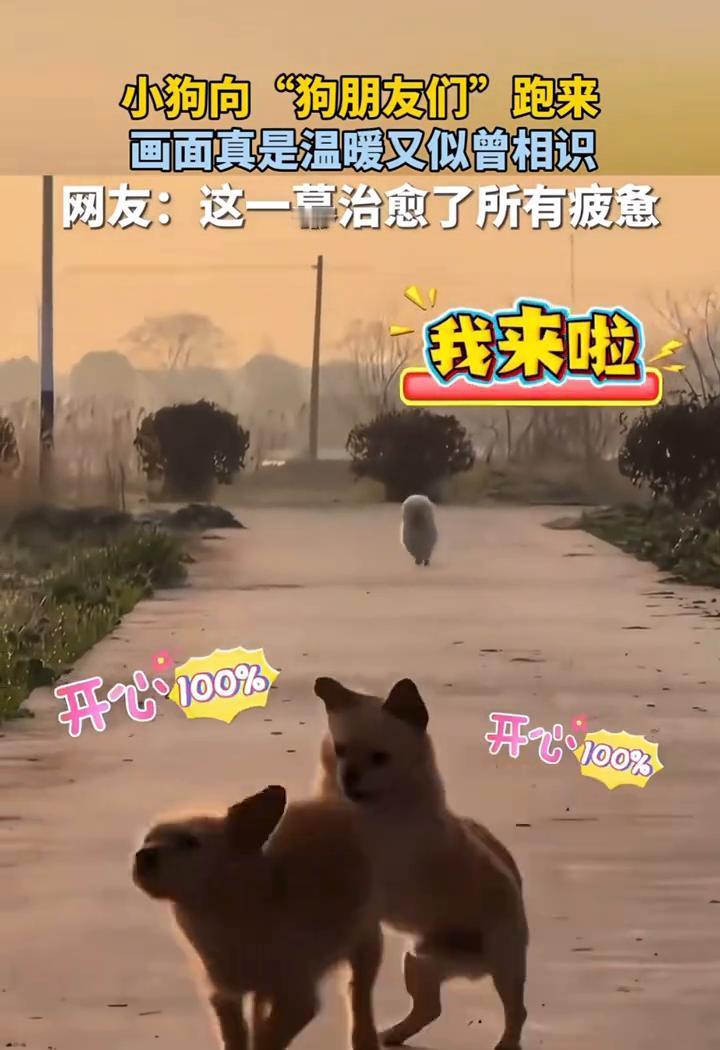 小狗向"狗朋友们"跑来，画面真是温暖又似曾相识。网友：这一幕治愈了所有疲惫。
来