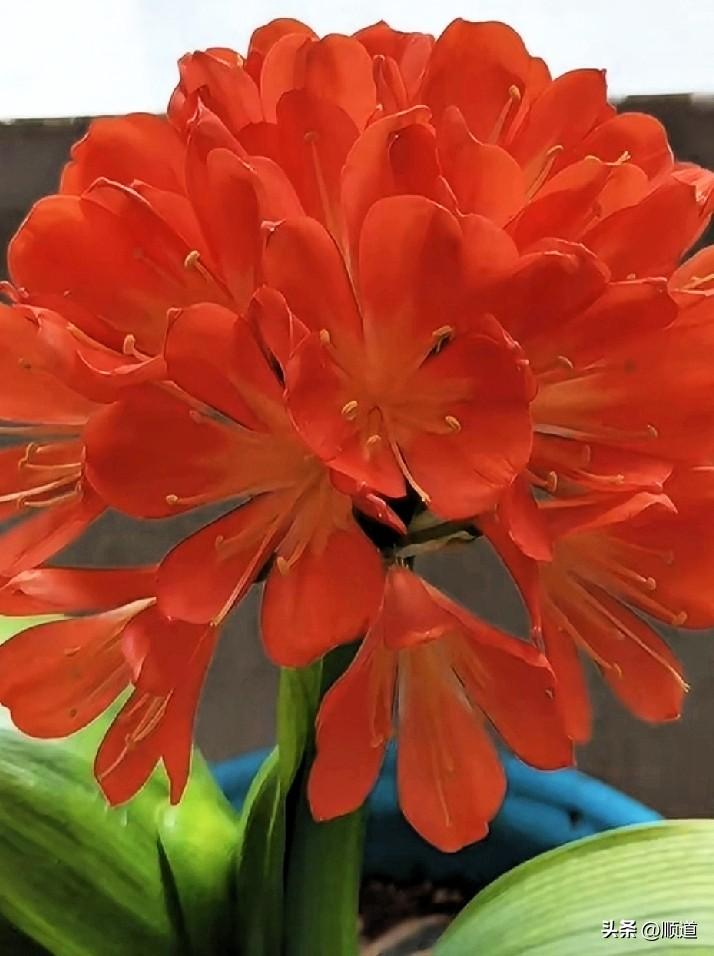 一个32岁小姐姐不想单身了，想降低条件嫁了。
要求男方身高1米75以上就行，会做