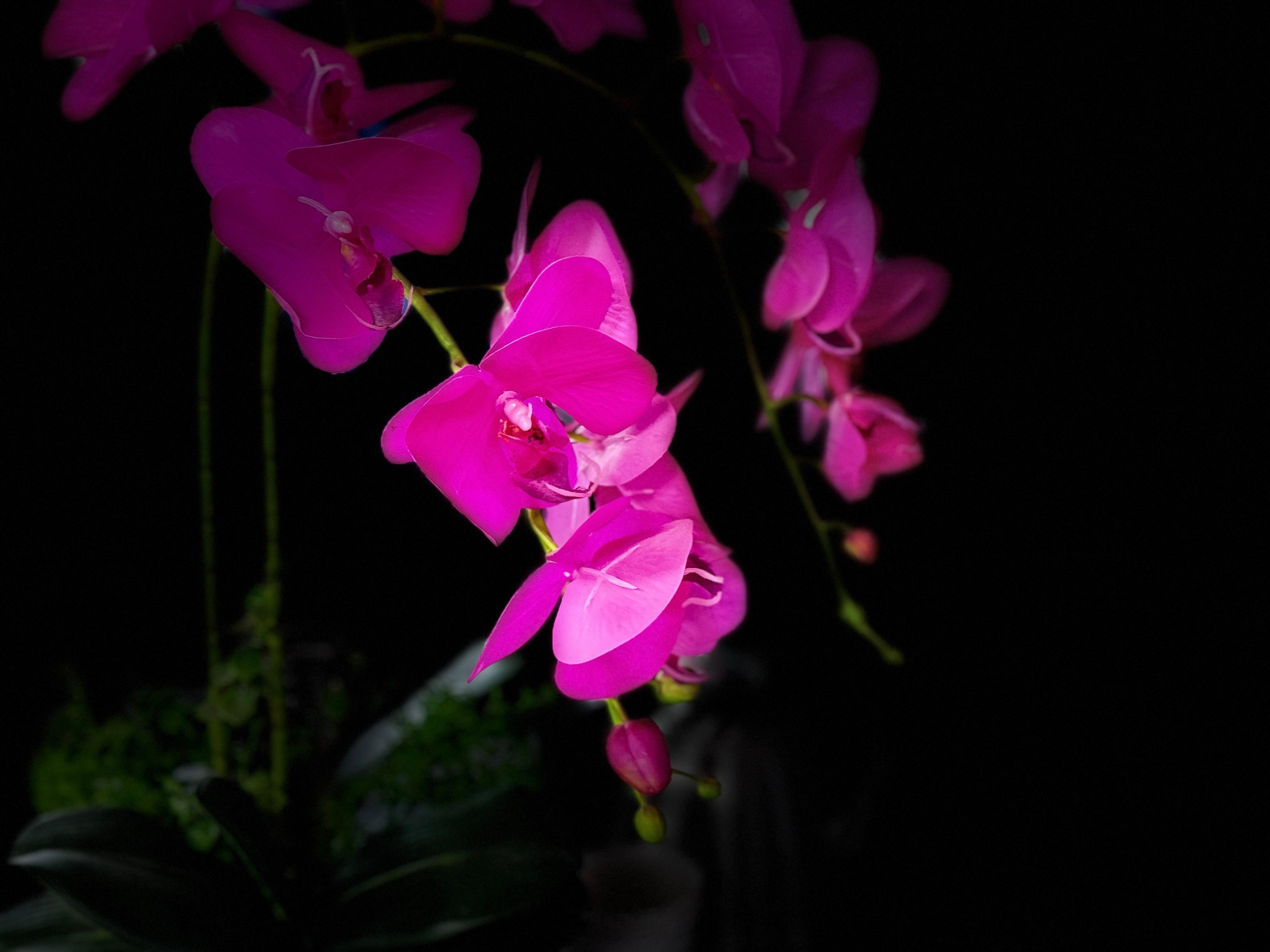甘肃冬春游陇南 夜夜夜长夜，夜夜夜漫长！冬天的蝴蝶兰开满陇南！  