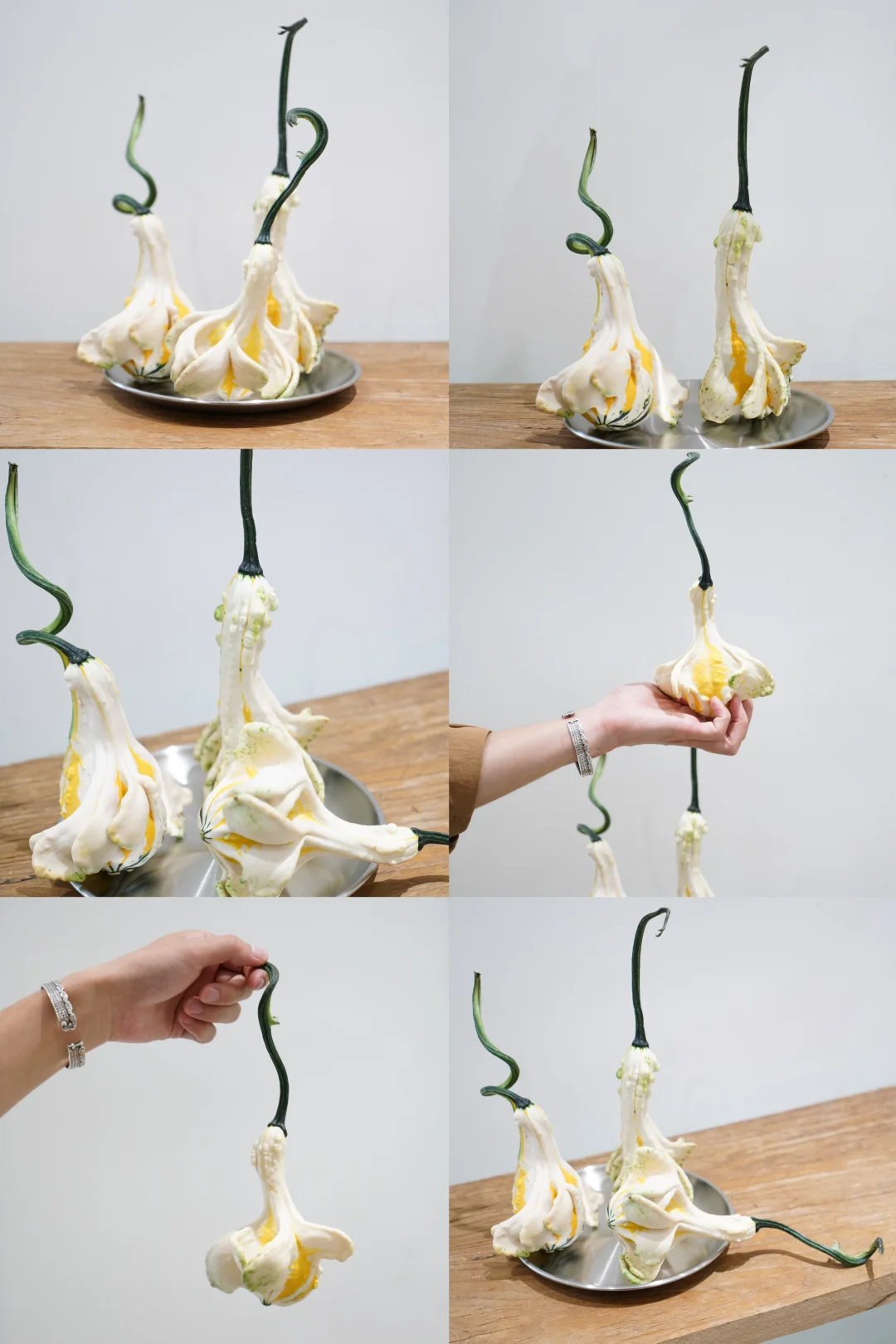 天然的装饰物｜白天鹅🦢南瓜🎃