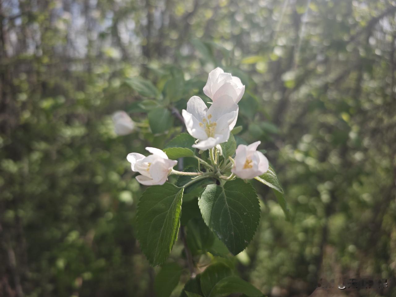 今儿必须给大家分享一张苹果花开的照片。照片里，那苹果花一团团、一簇簇的，白里透着