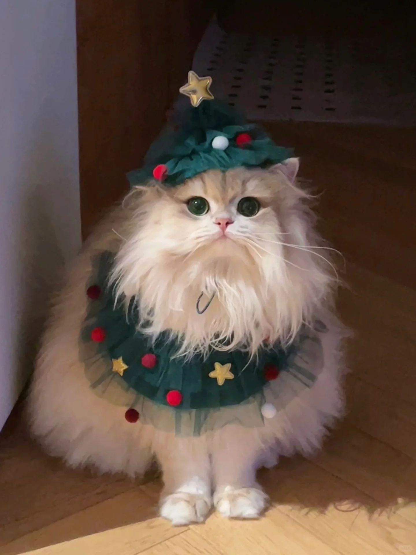 有小猫在的话，生活就是热乎乎的🥺 #小猫咪可是提醒你好多次了# ​​​