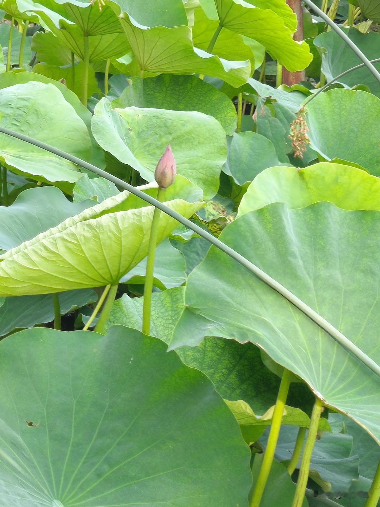 翠盖翻风卷碧漪，

纤荇牵风弄柔姿。

羞红半吐涵清露，

静影沉璧蕴玉肌。
