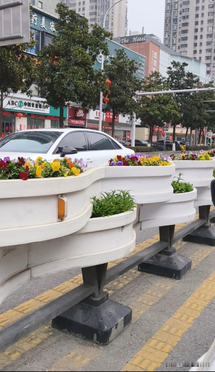 奉劝大家开车走长虹路要小心！
不是因为车多，是因为花太好看，容易分心！
这护栏里
