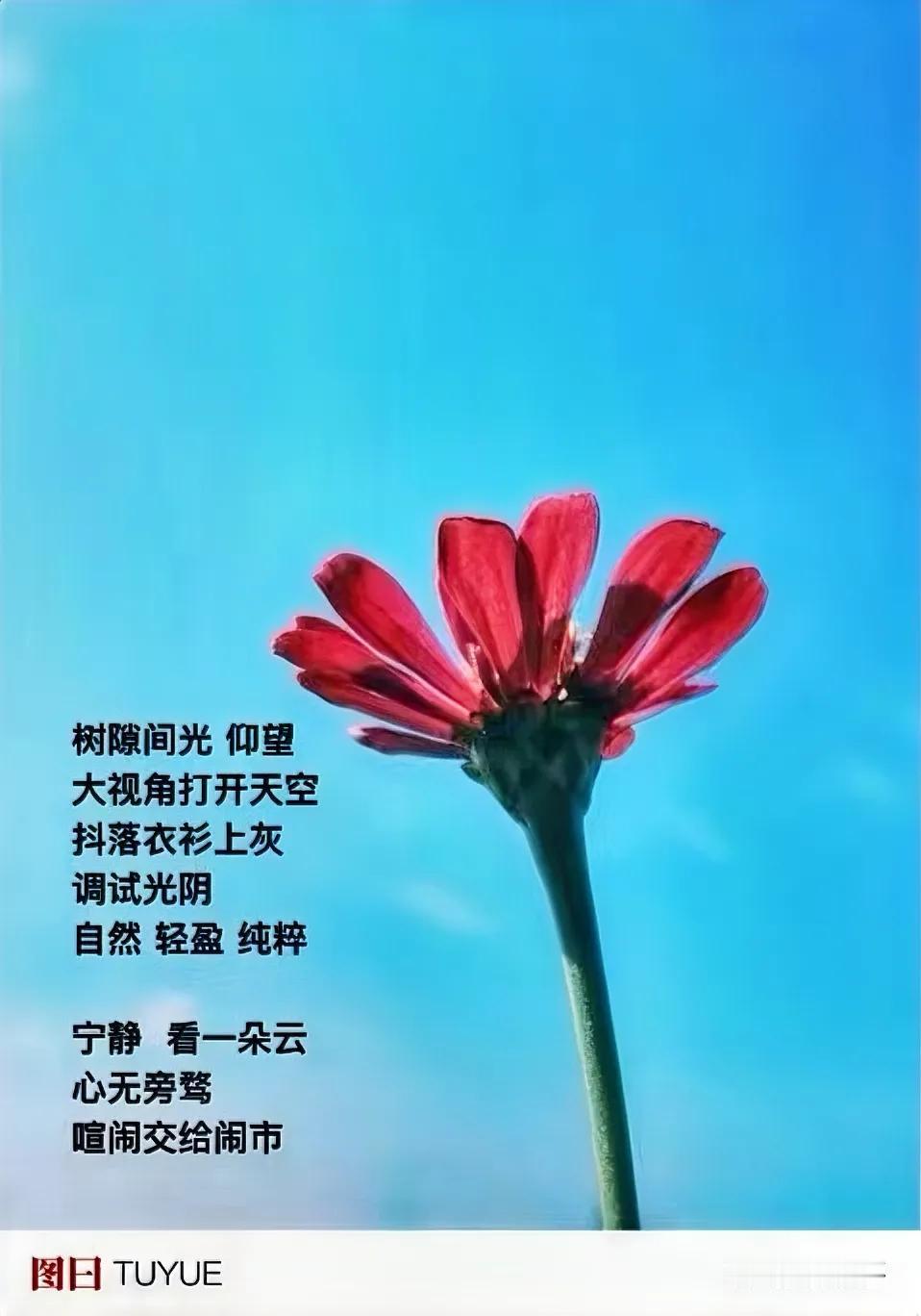风轻云淡
牵牛花开到窗前
你离开又归来
．
喜欢夏天这个样子
一双燕子
嬉闹屋檐