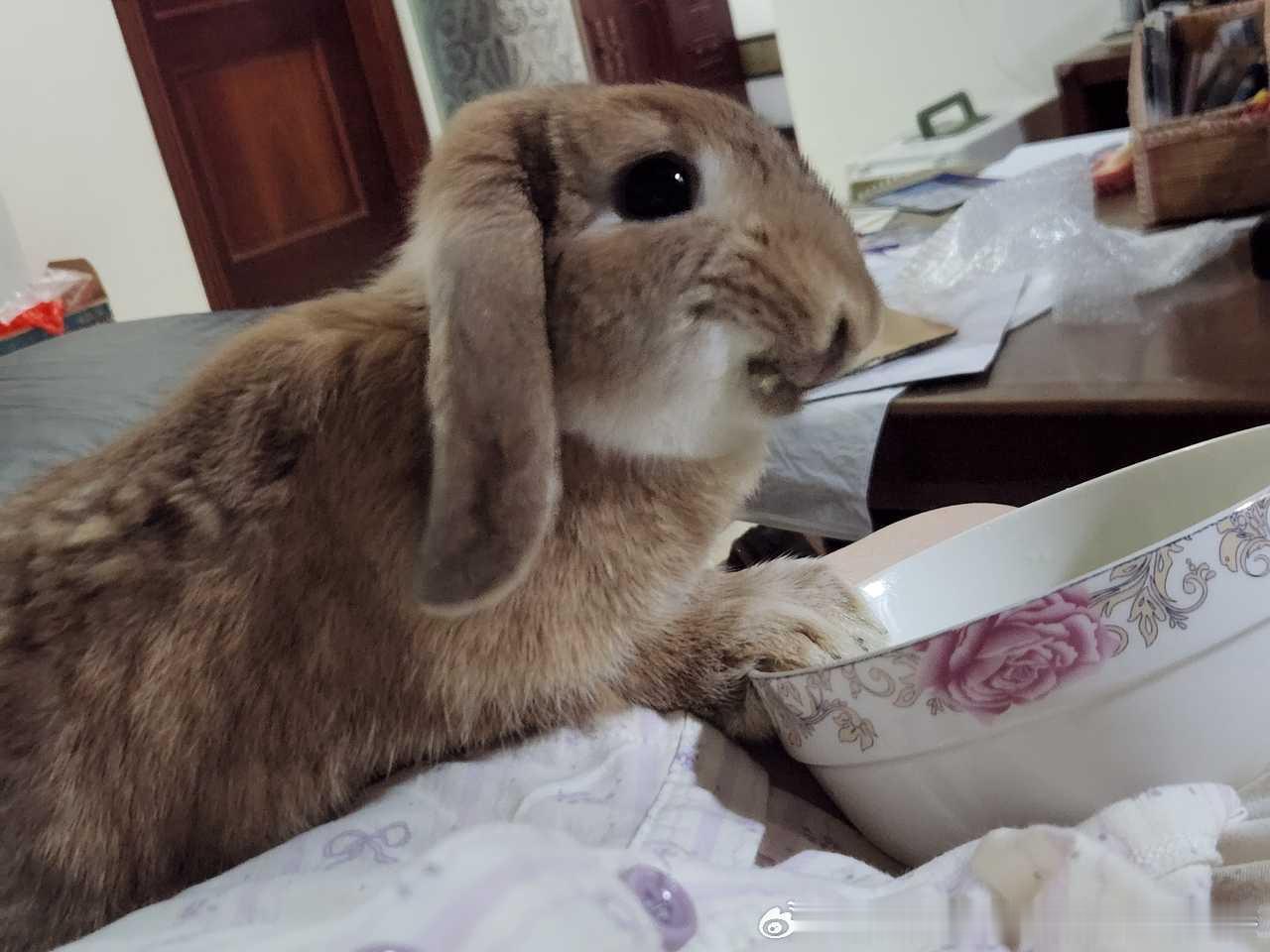 14122🐇【谜之】外星生物吃芹菜 