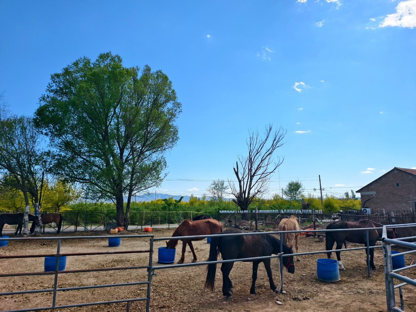 骑马 风很大，但是吹得天真蓝啊今天大哥带我来官厅水库练骑马备战夏天G331蒙古边