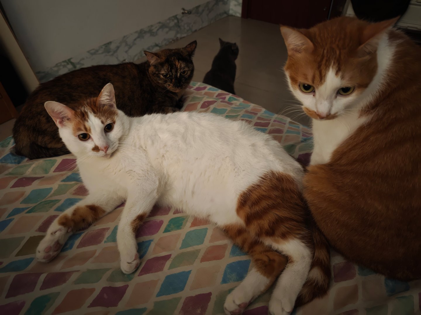 怎么在外面都见不到人用荣耀 ，门店太少了？[汗] 