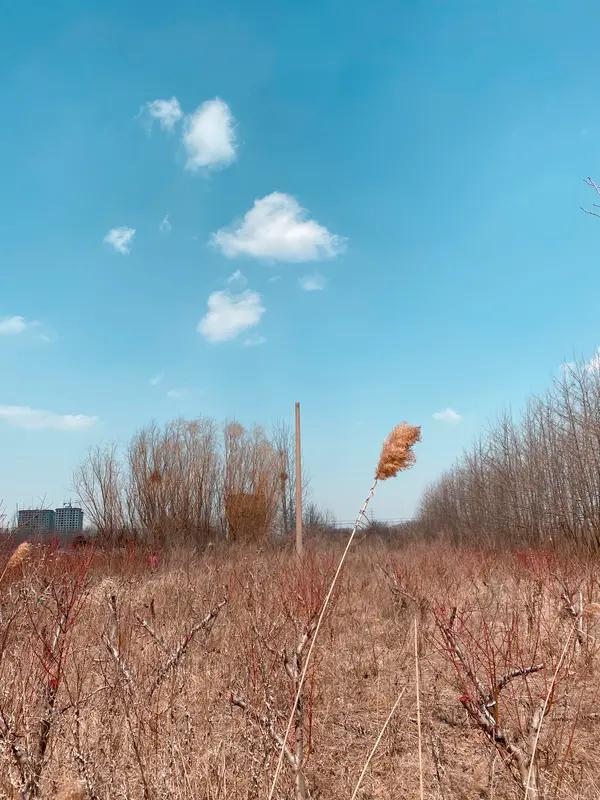 洒脱咖啡0Zz的这首《早春⑤》，真可谓将早春的韵味写得淋漓尽致！“凌寒抱蕊报春迟