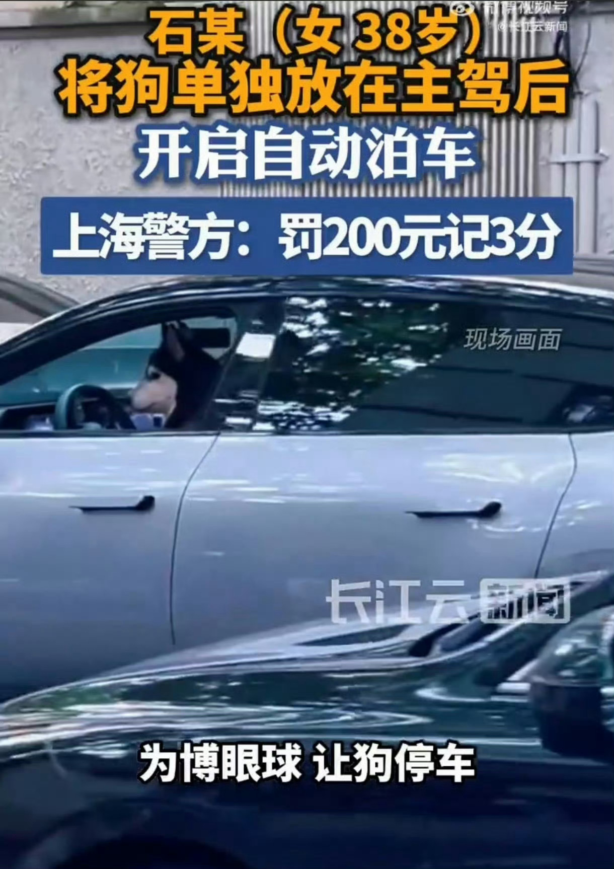 女子为吸睛竟把狗放主驾开自动泊车看了交警的说法，核心不在于是不是狗在主驾，而是车