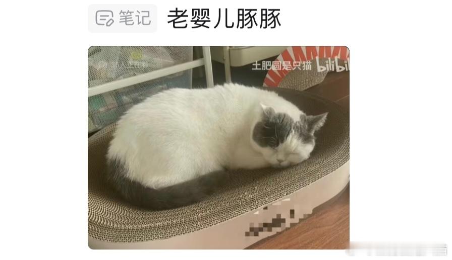这条粉丝评论差点给我笑呛了 
