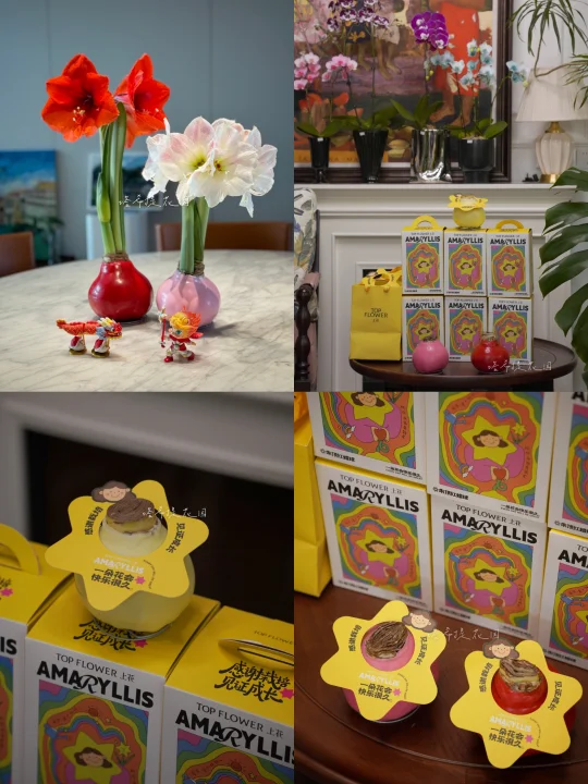 真正的进口蜡封朱顶红