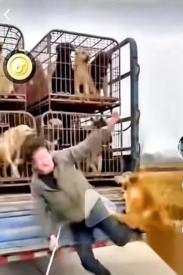 收狗车旁突然乱作一团！

黄狗竟跳起来咬人？

视频里那车狗眼神全是恐惧，可当收