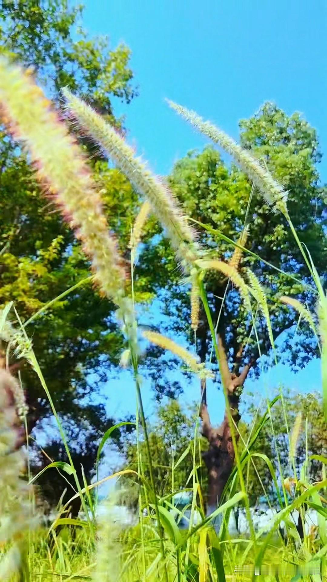 昨晚怎么也睡不着觉。可能是下午我睡了一觉，又躺了两个多小时。

一直折腾，上厕所
