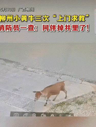 谁能扛得住！不会说话的小牛，拼了命也要救自己的同伴！
 
5月13日上午，柳北区