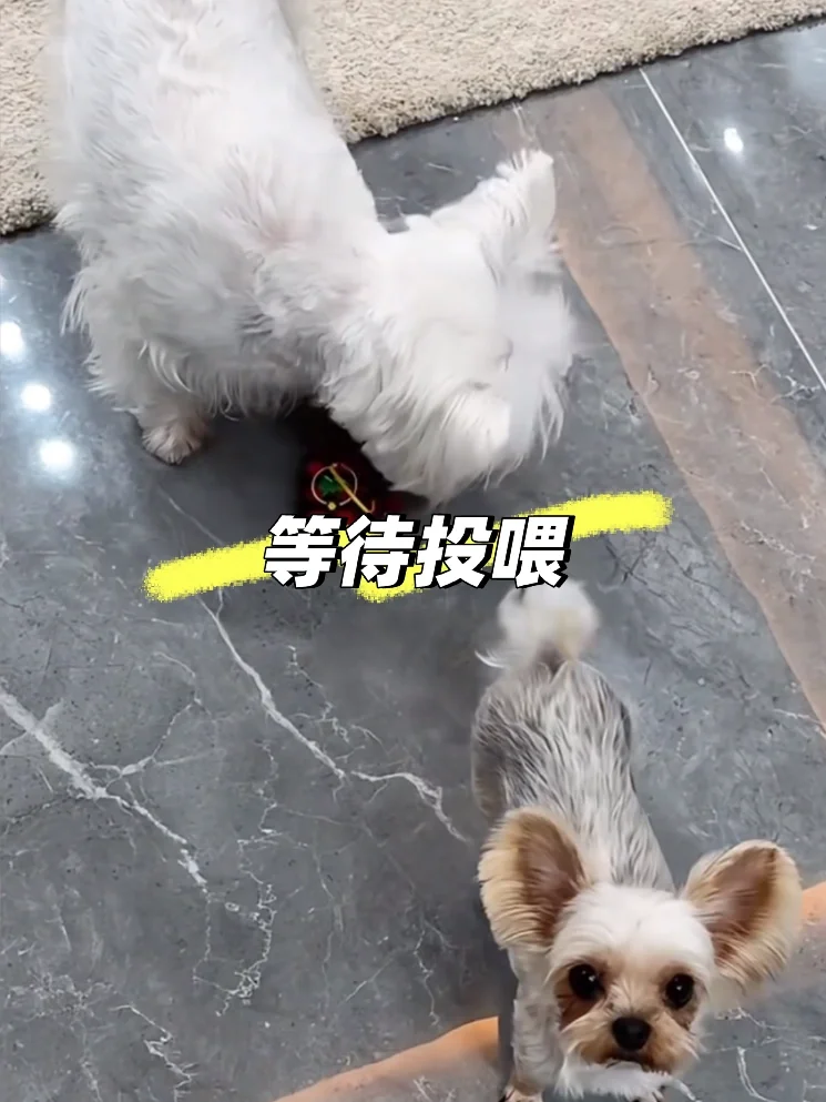 狗狗居家日常，解锁玩球新姿势