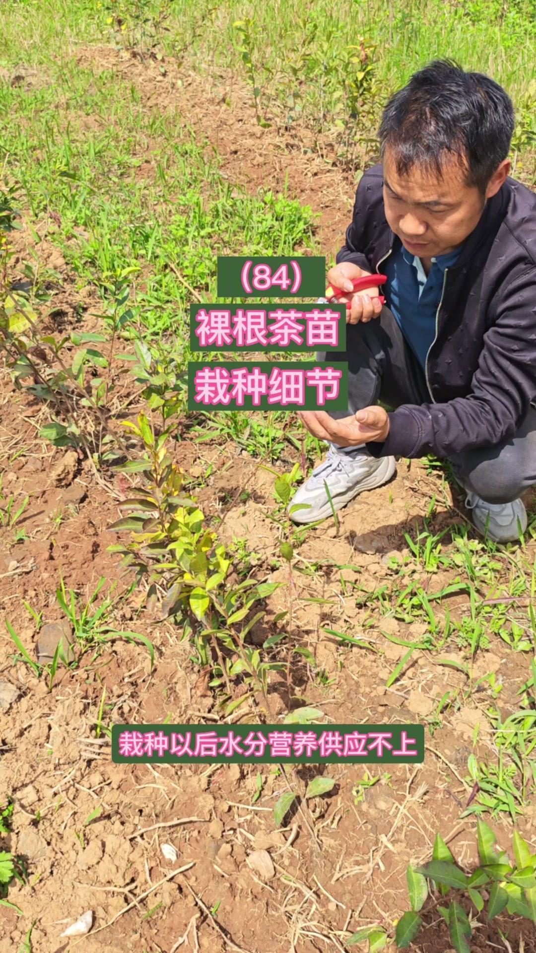 1️⃣**重剪定干关键**：叶片蒸发力与根系吸水力需匹配，剪掉多余叶片，保留叶柄