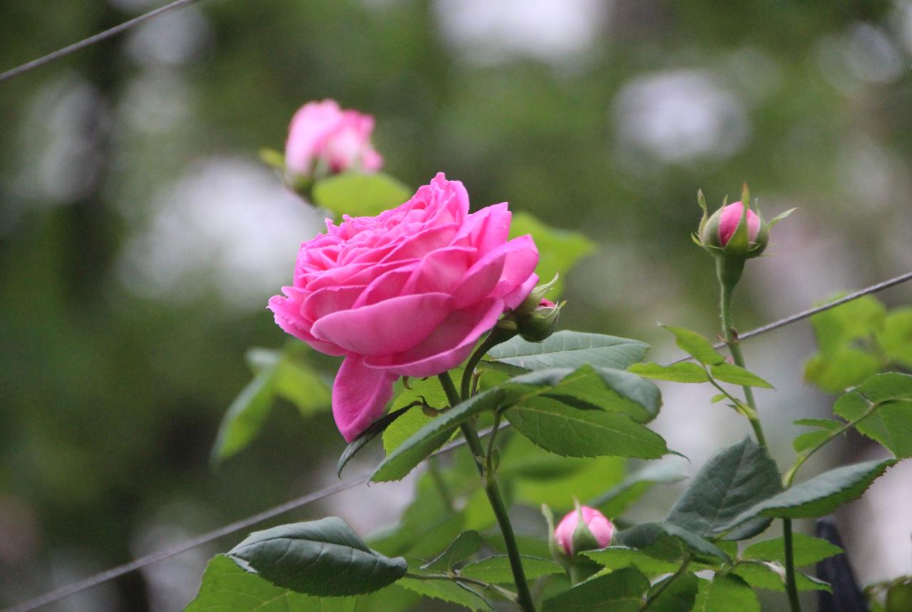 七绝‖五月大雾吟
大雾流连雨意撩，
青梅煮酒赋逍遥。
花红五月馨香醉，
未见玫瑰