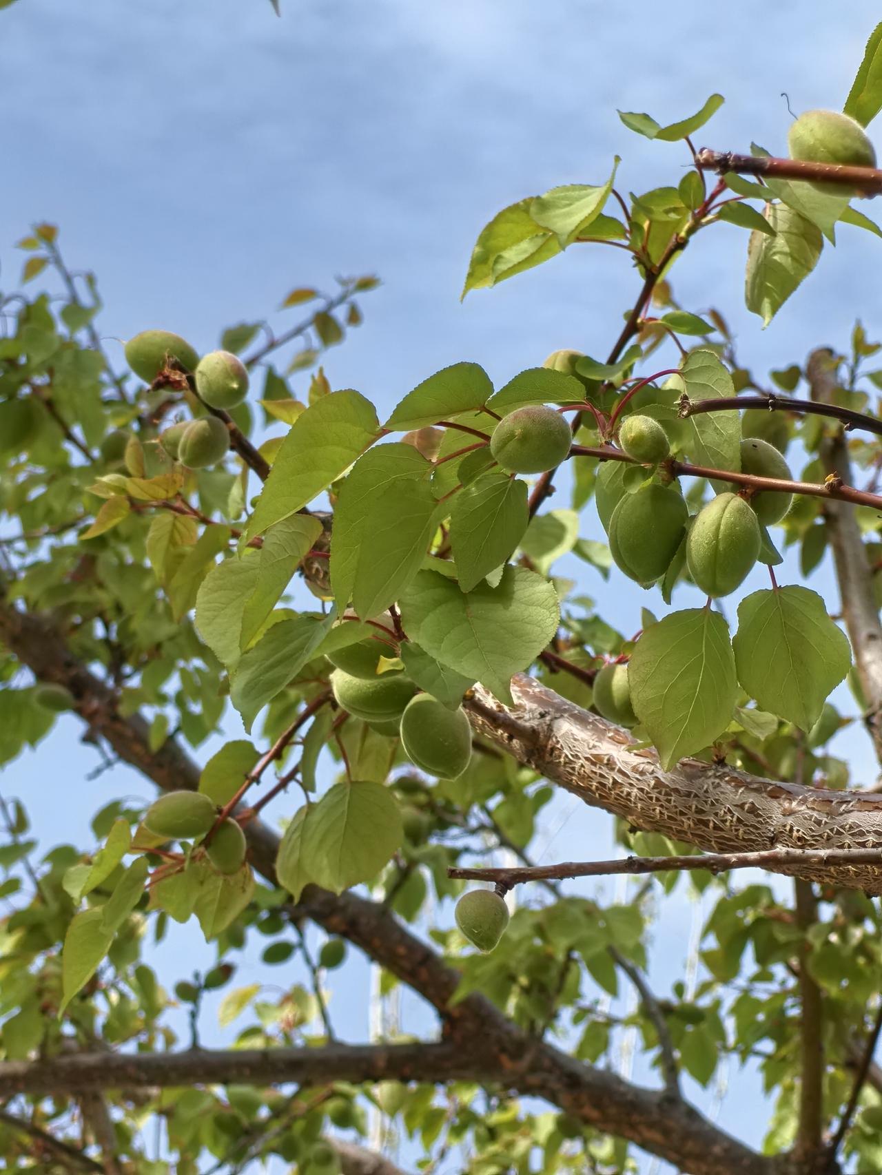 健康是福
昨晚给弟弟妹妹们联系，一起回老家看望二叔。
二叔小脑萎缩，过年时就认不