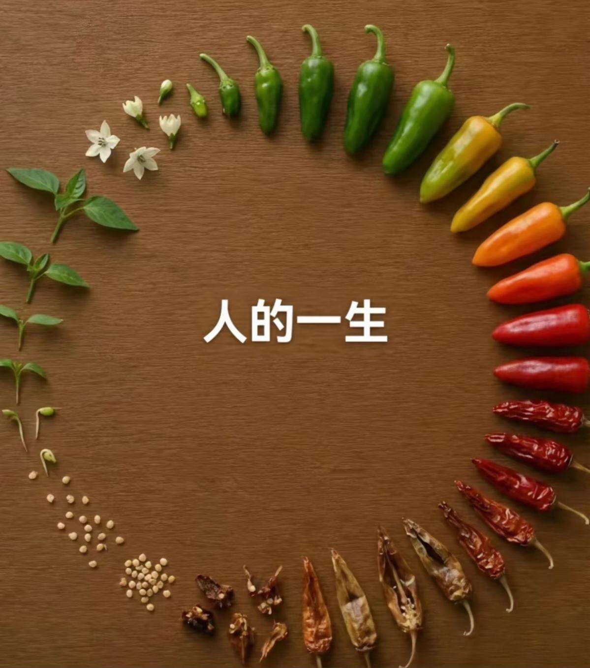 从一粒种子开始，回到一粒种子，人生亦是如此。