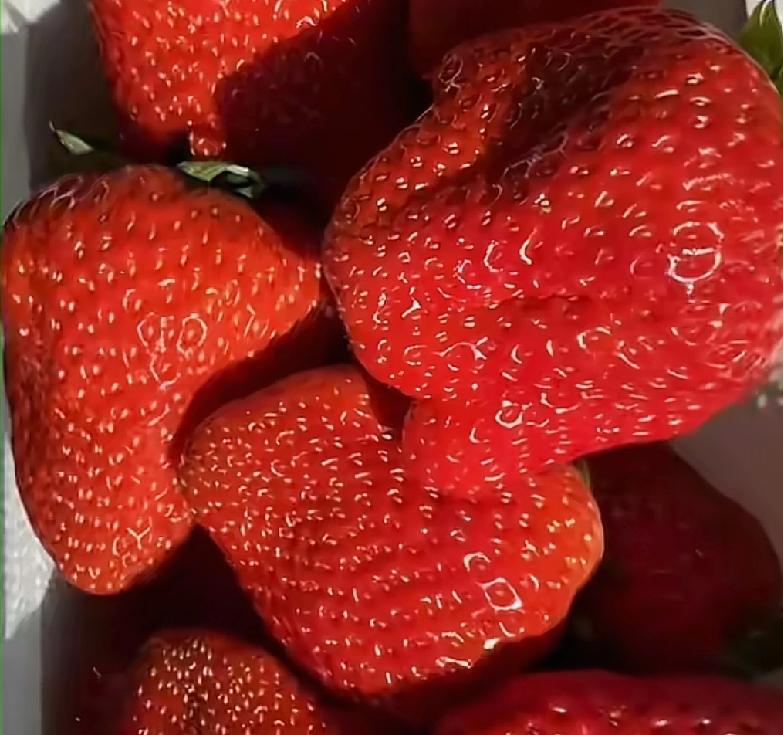 听说这个东北最大的草莓马上就要上市了
专家也特意给大家提了一个醒，因为像这么大个