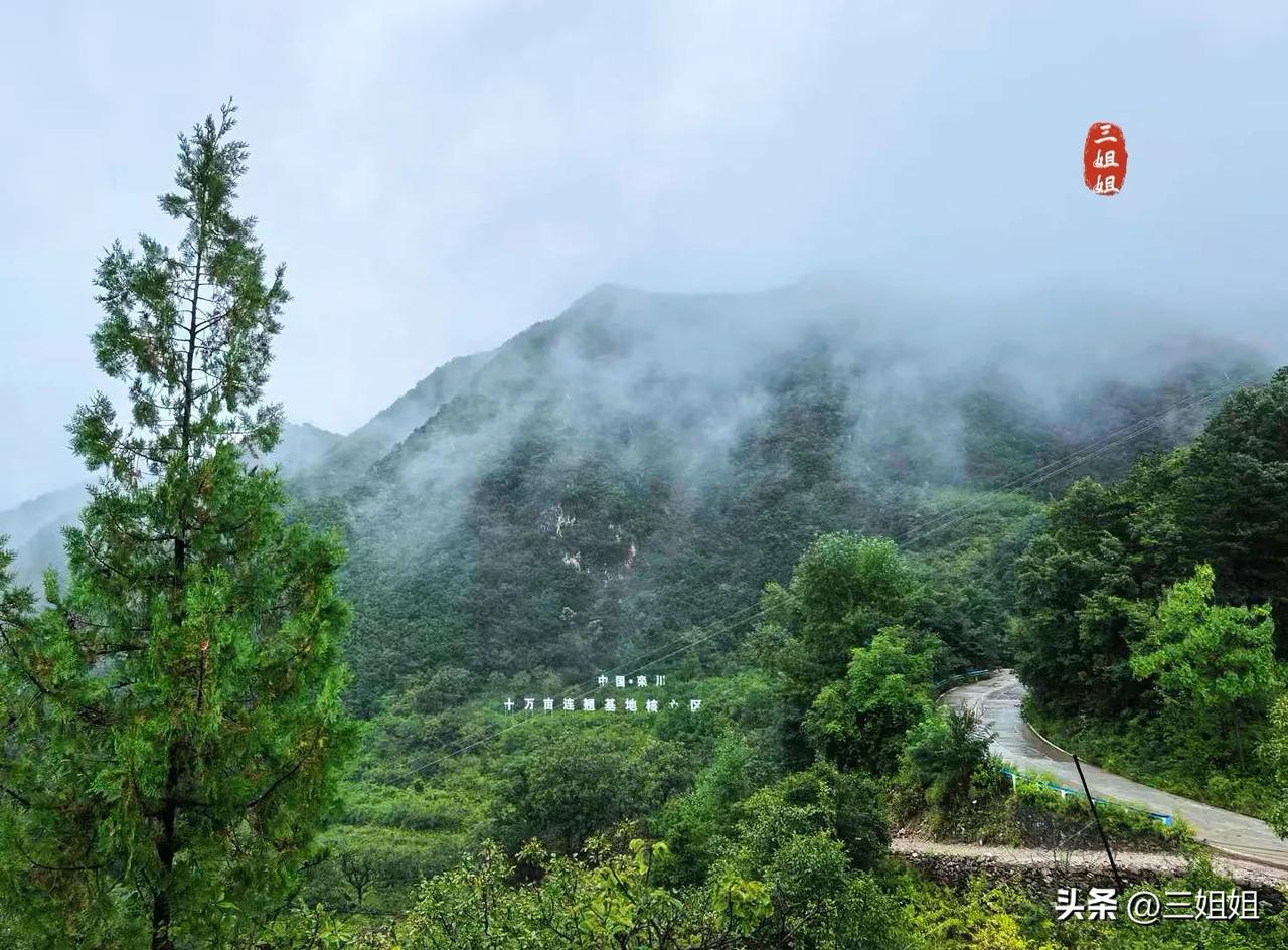 这一场雨，把河南栾川十万亩连翘基地变成仙境。今天冒雨来到栾川十万亩连翘基地，这里
