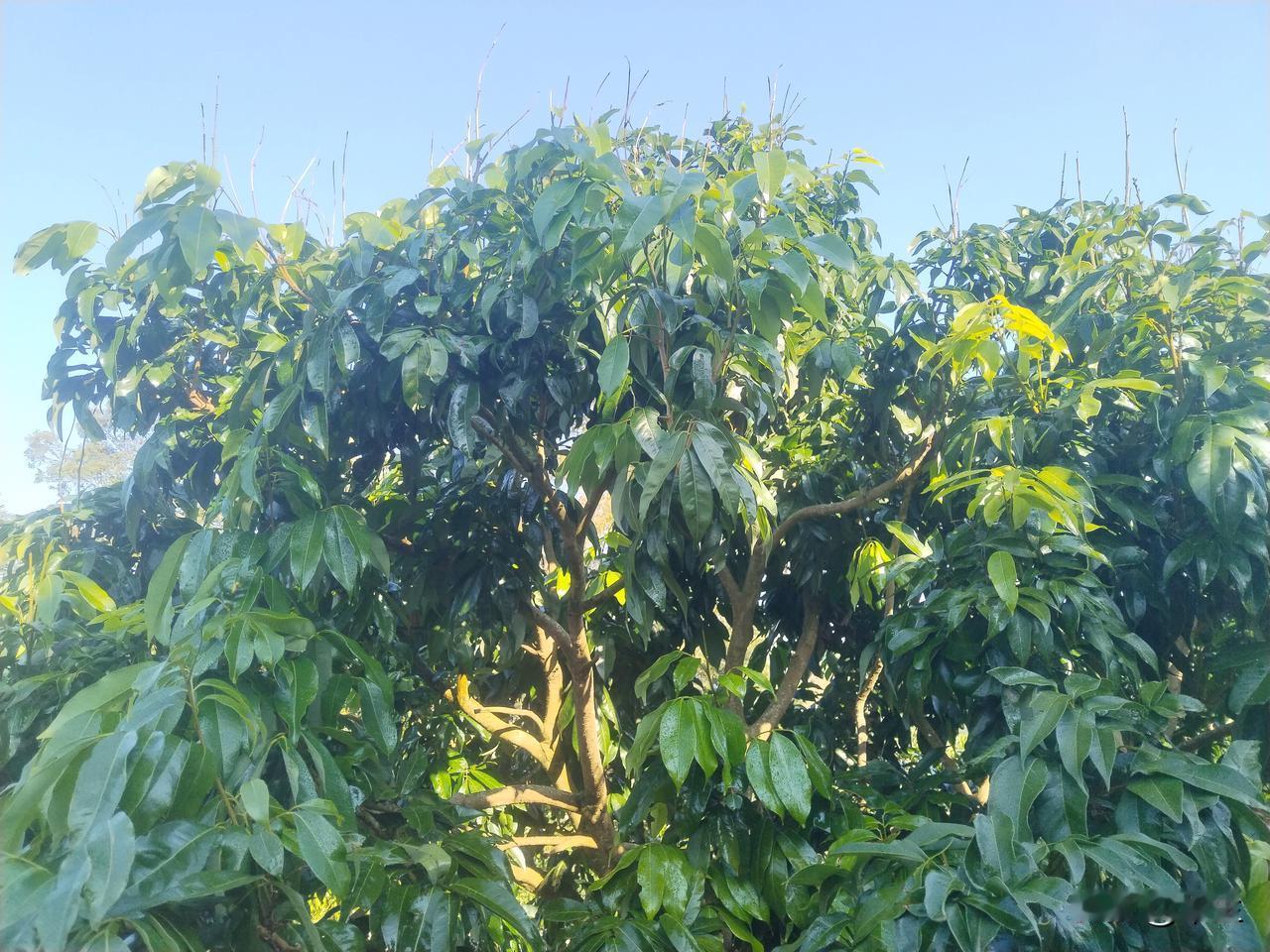 荔枝种植户的几家欢喜几家愁

前期寒冬暖阳交织，荔枝种植户们正经历着“几家欢喜几