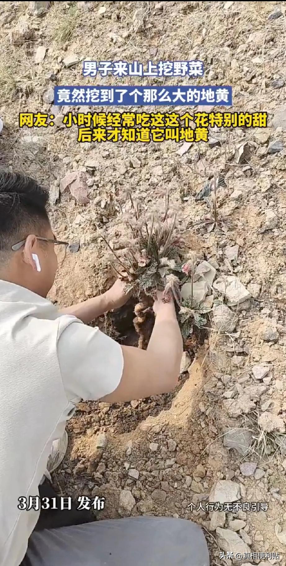 真是活久见！4月1号，重庆一男子上山挖野菜，本想挖点蒲公英，荠菜，回家尝鲜，没成