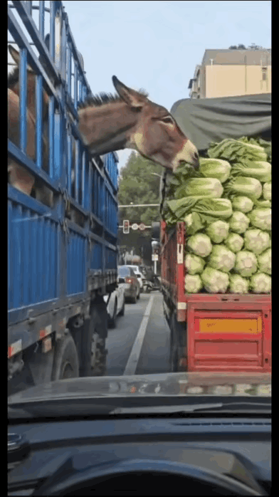 笑死我了！马心想我就吃口青菜怎么了，你按什么喇叭，又不是你家的青菜！
 
   