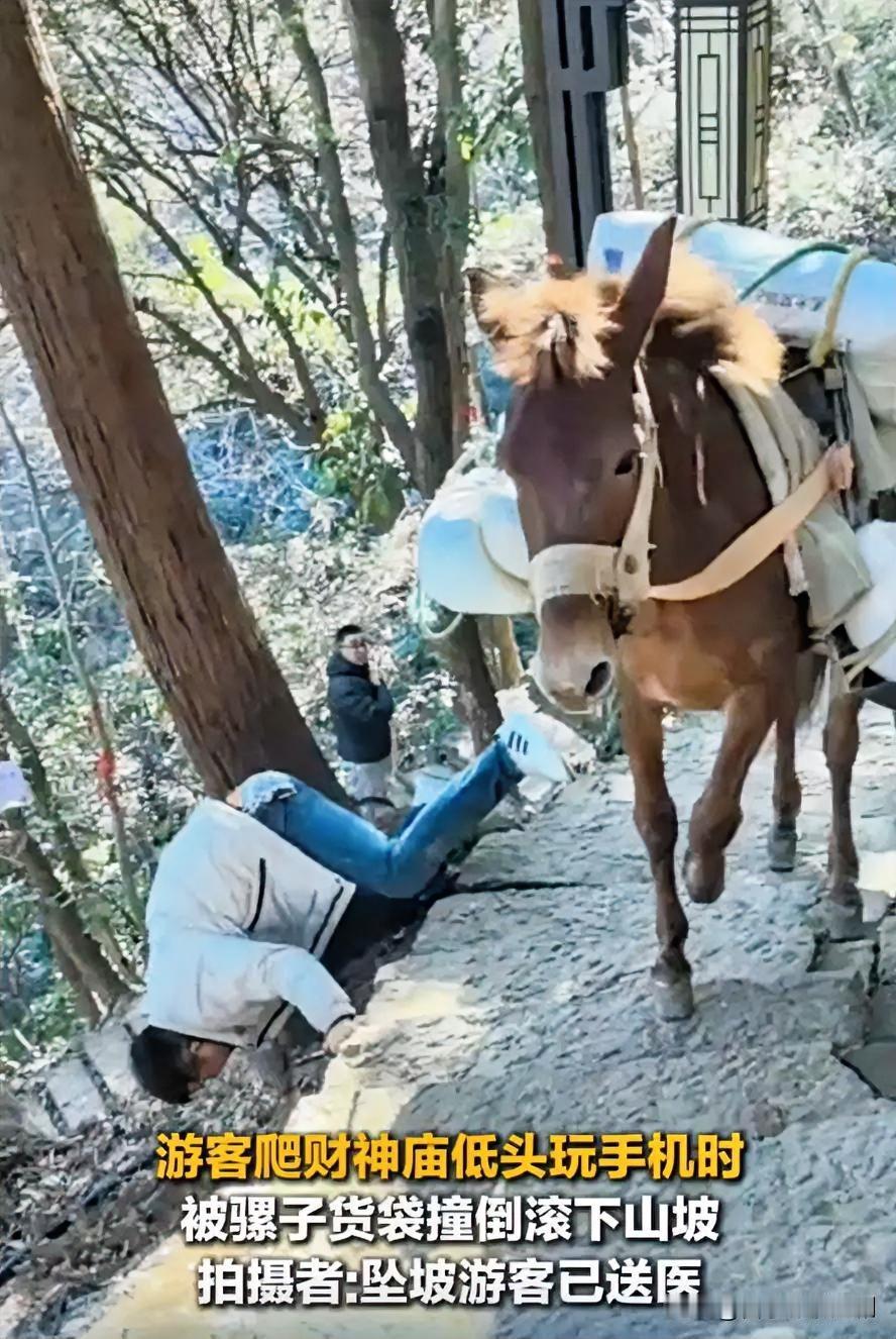 游客玩手机分心，遭骡子货袋撞落山坡

近日，某景区发生惊险一幕。一名游客在游玩时
