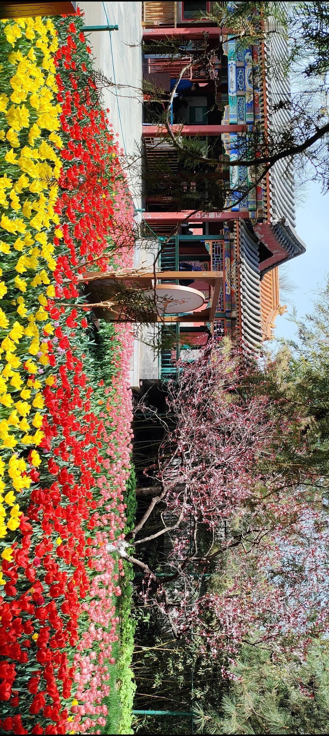 春日花海，色彩斑斓，美不胜收！🌸🌼🌺