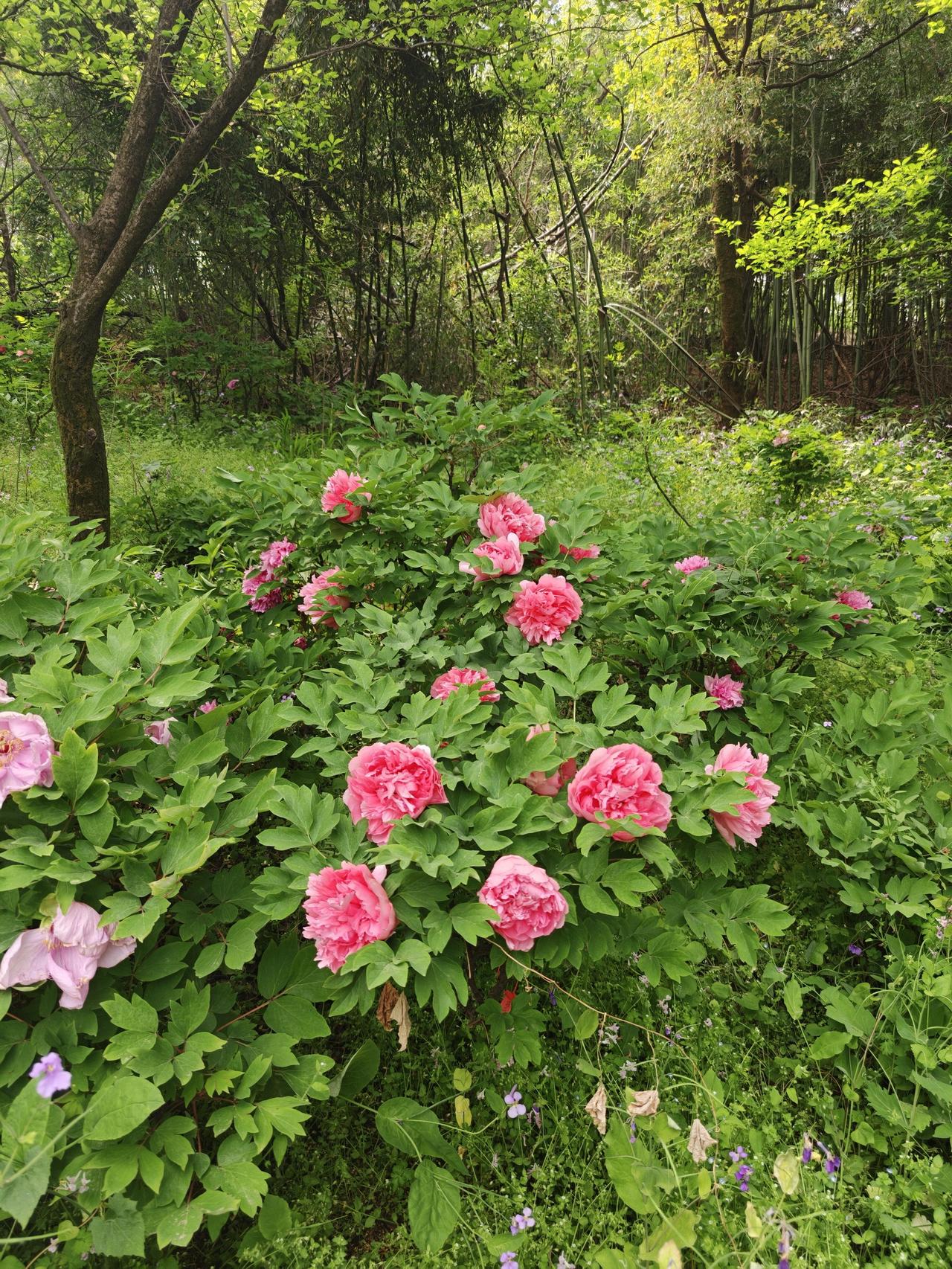 终南山下访“花王”
             ——在阿姑泉，被四百种牡丹刷新了对
