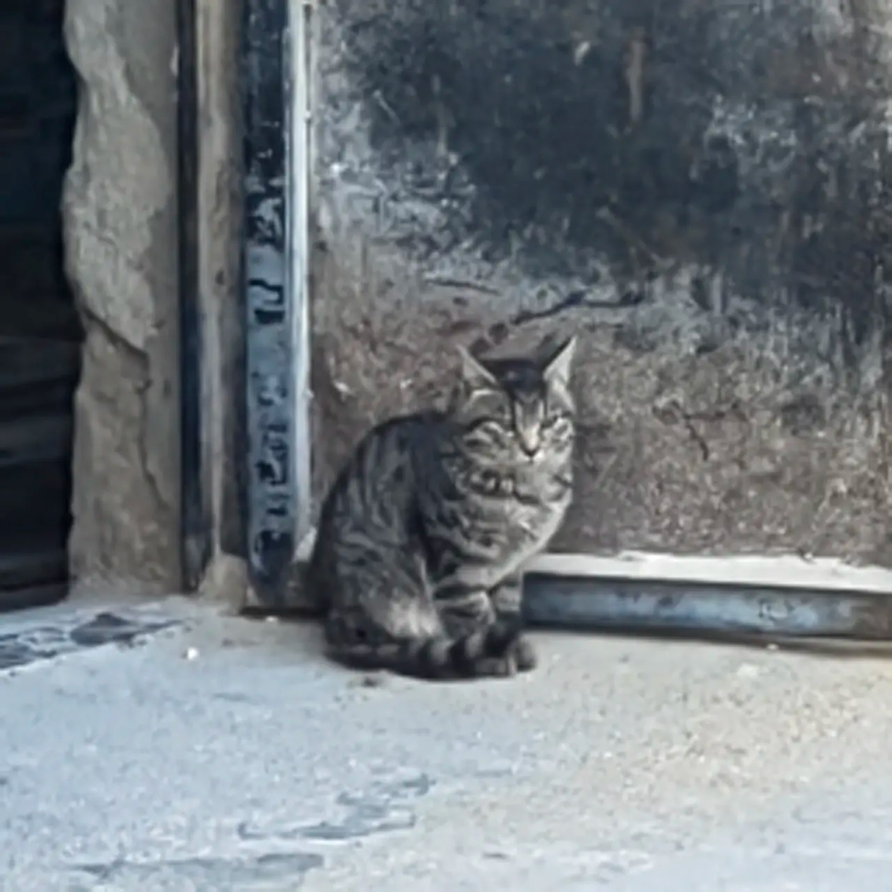 漂亮的小狸花猫在看家呢！它干了小狗该干的事！