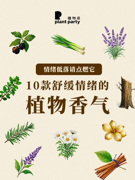自然疗愈 | 10款舒缓情绪植物香气🌿
