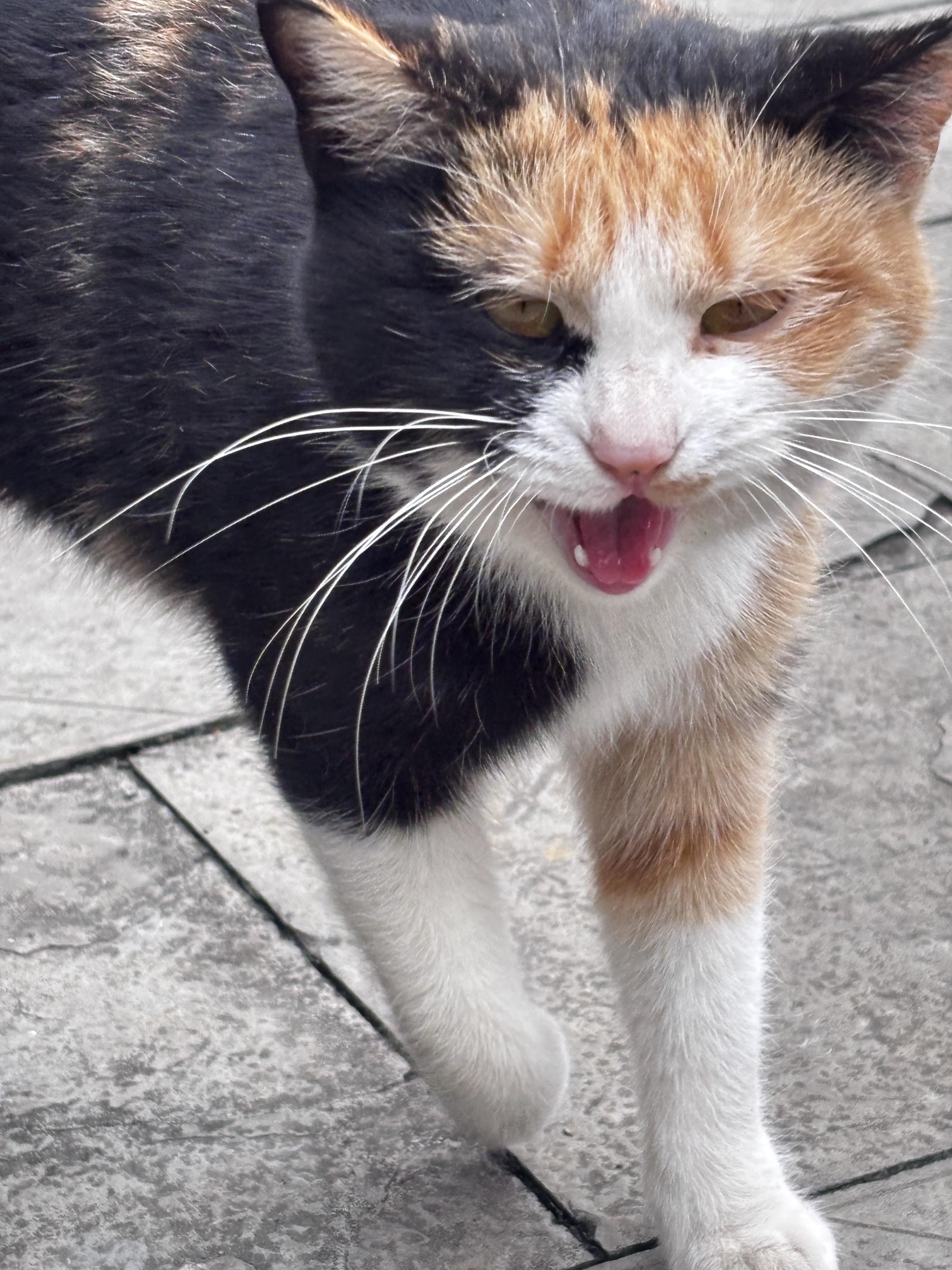 偶遇猫界“刘亦菲”