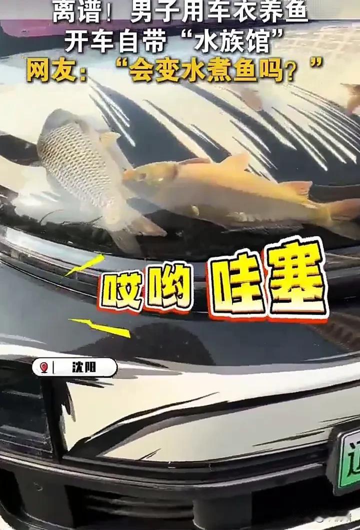看完直接震惊了！近日，辽宁沈阳一位车主因酷爱养鱼，于是突发奇想，把鱼养在了透明车