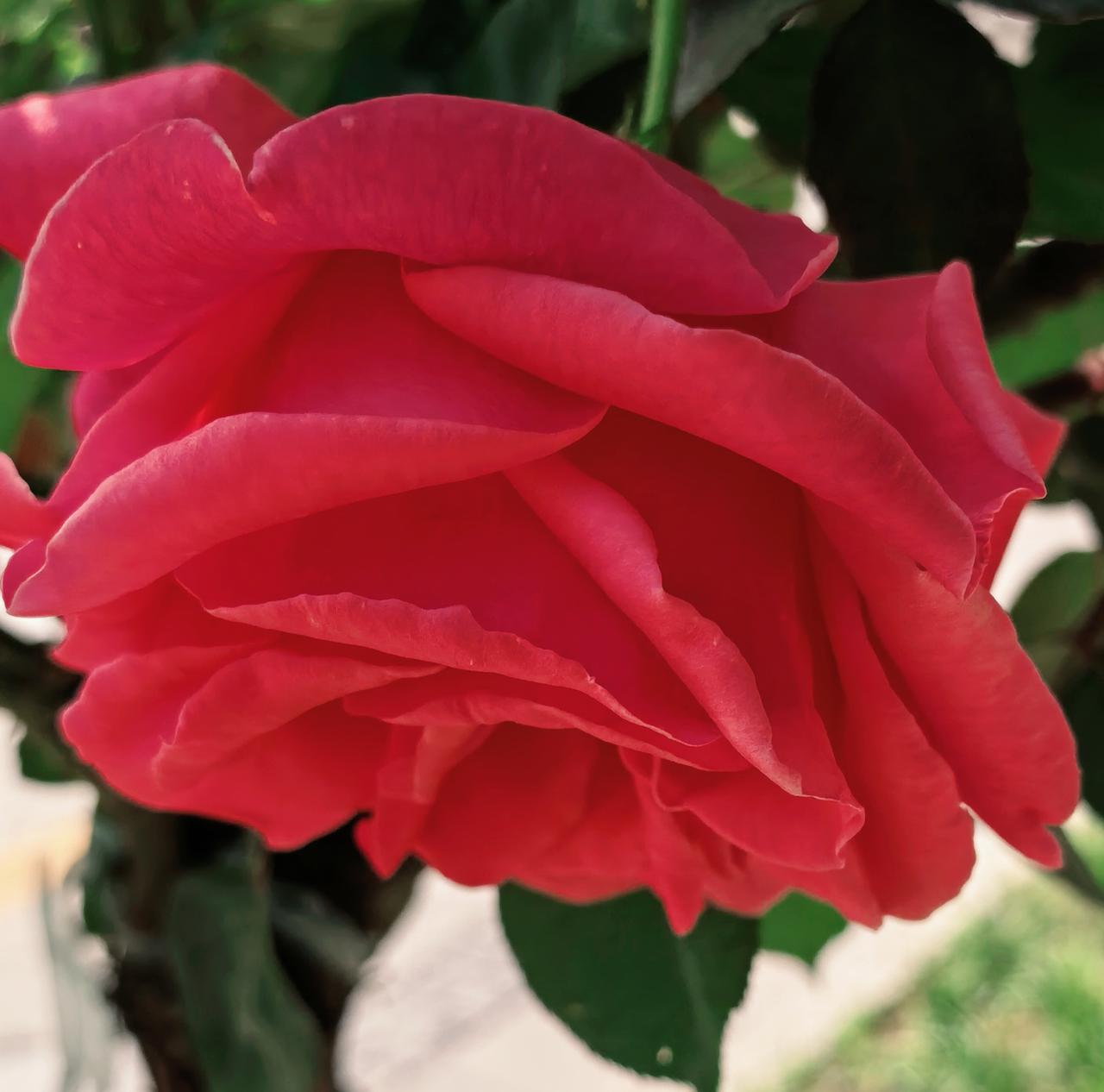 生活的小确幸，往往在不经意之间。微风轻拂，阳光落在花瓣上，感觉处处充满温馨。我忽