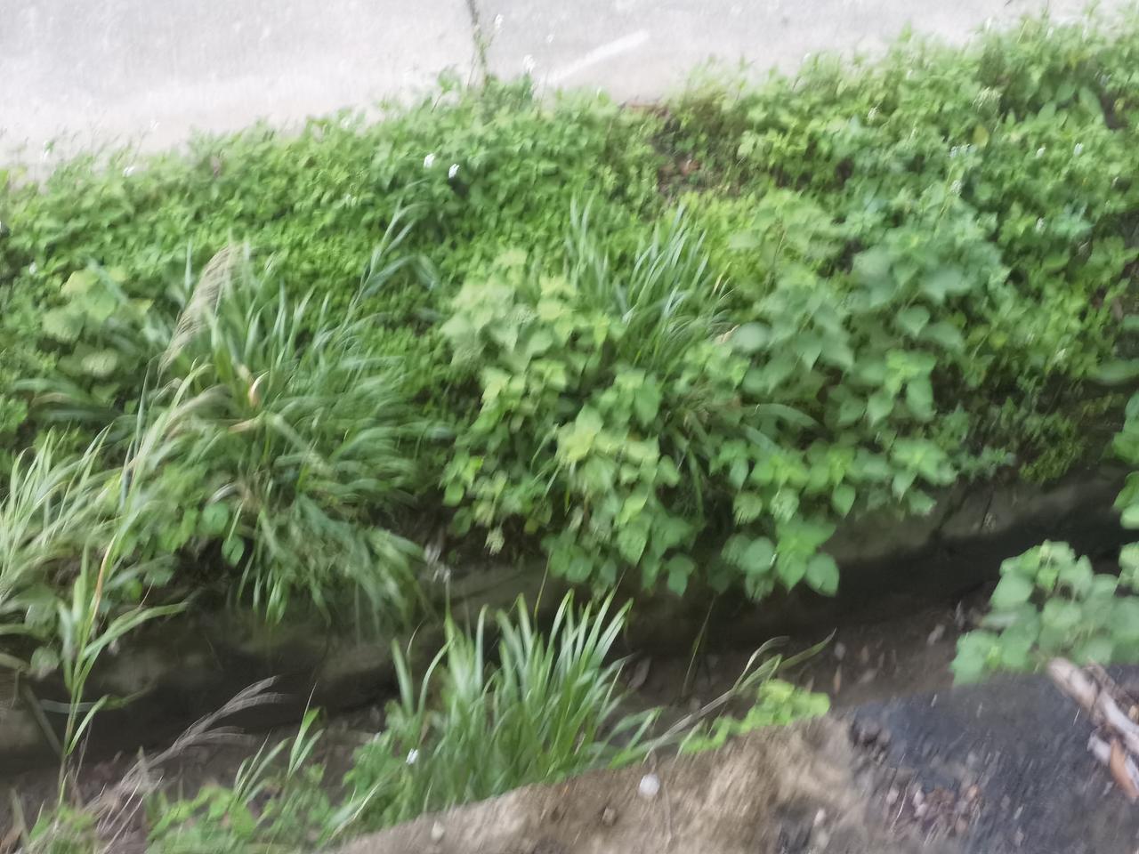 赠友
苎麻路边独自生，
天人问津何以堪！
何时沦为荒野货，
如雪麻衣作何叹？