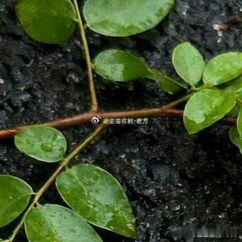 每日一善[超话] 生命的天空里，有风和日丽，亦有云遮雾障。不是每轮艳阳都暖人，不
