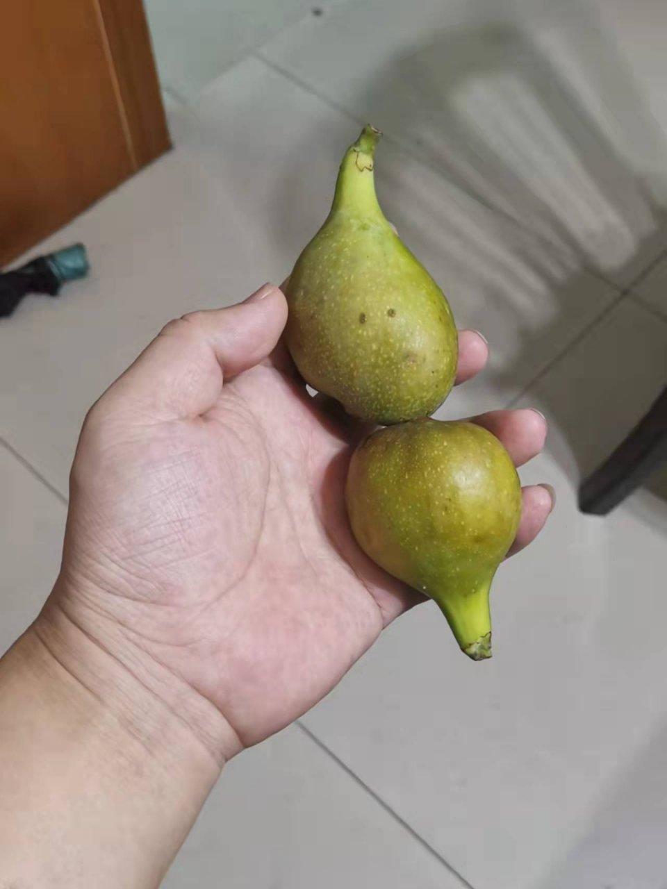 夏天第一份无花果！蜜还不是很多，但是我忍不住了！💓💓💓 ​​​