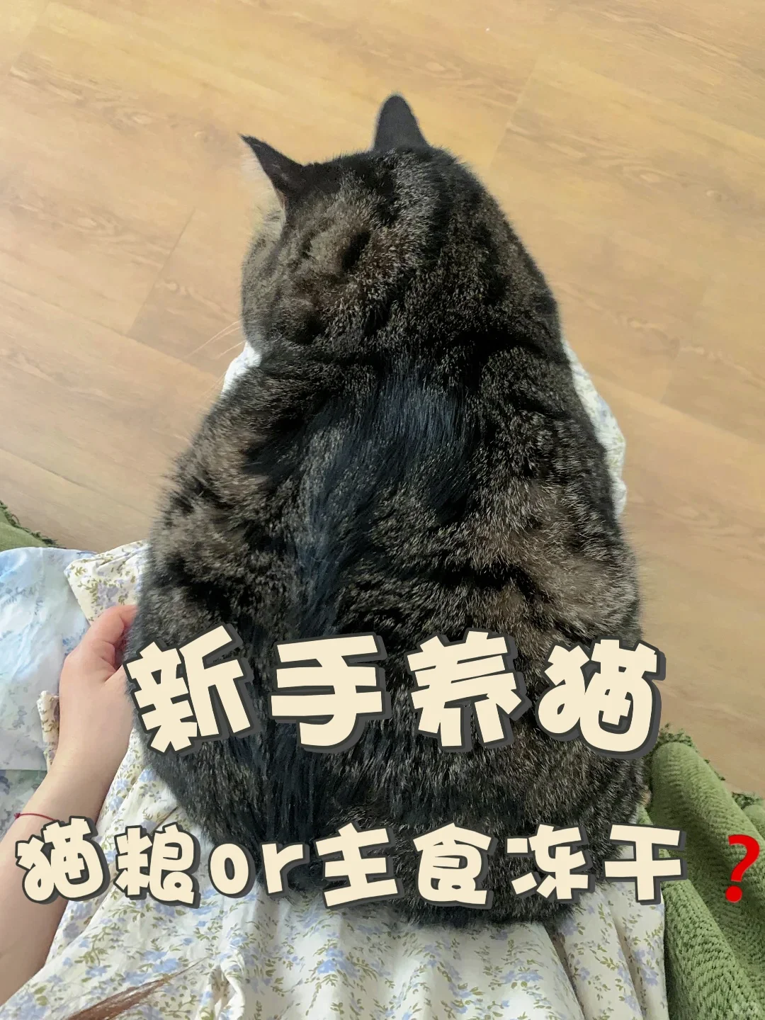 新手养猫喂猫粮还是主食冻干？