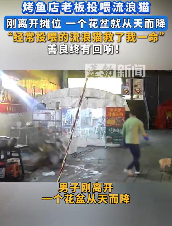 烤鱼店老板投喂流浪猫躲过一劫，人刚走花盆就掉落下来了，于是乎很多人就把投喂流浪猫