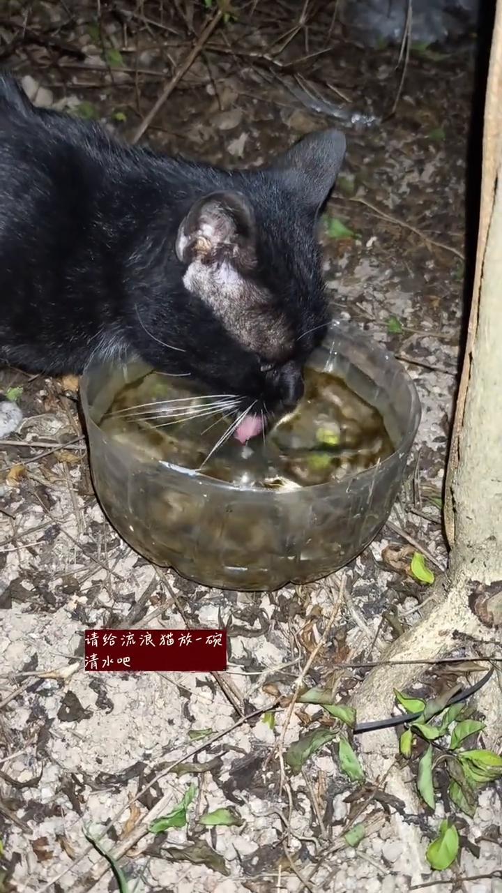 您愿意给流浪猫一杯清水吗？
流浪猫好可怜，不吃猫粮先喝水。小黑猫喝了整整三分钟的