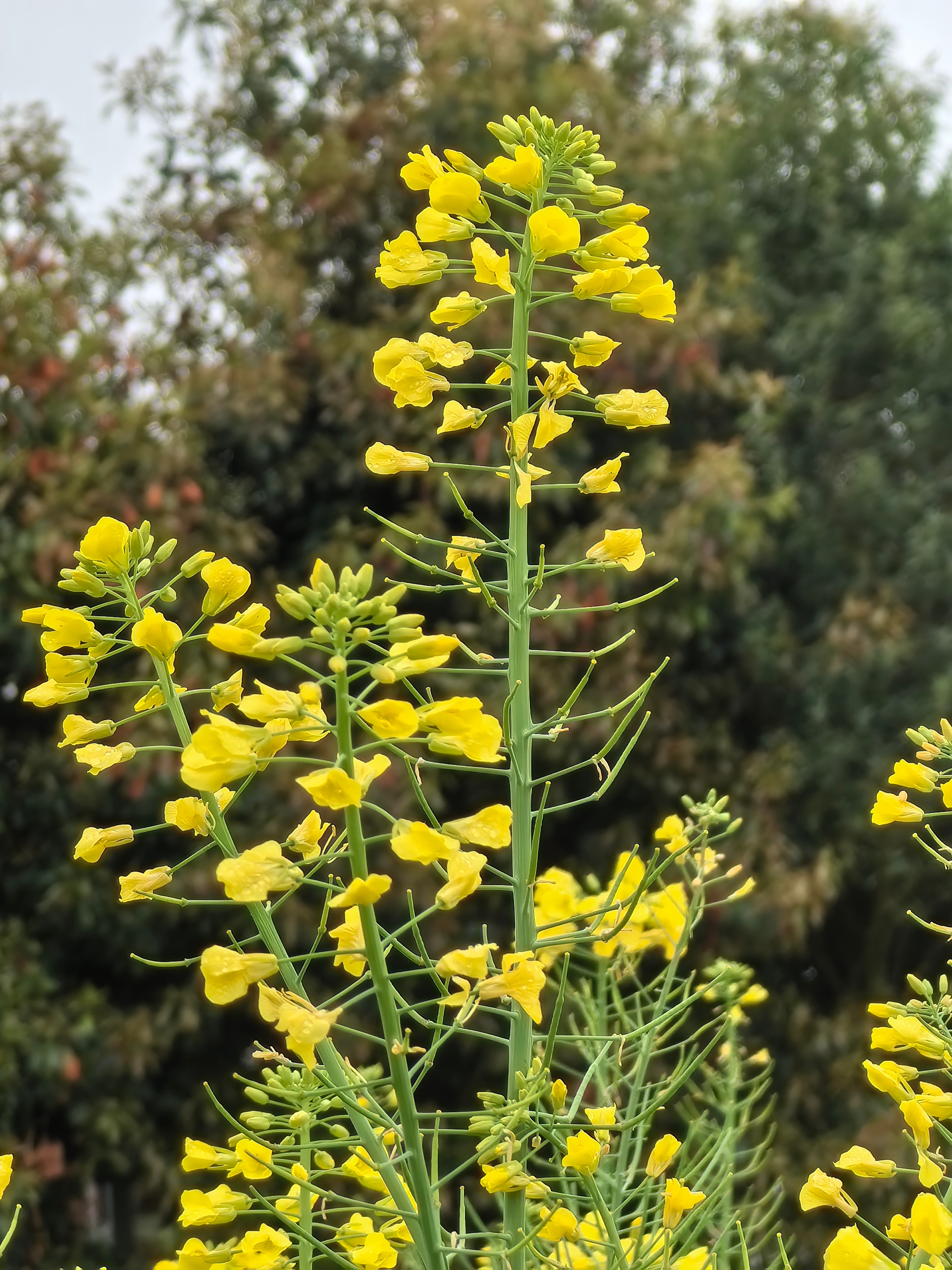 #油菜花海与蓝天白云相映成趣# 云南罗平的油菜花，是春天里最壮观的画卷。金色的花