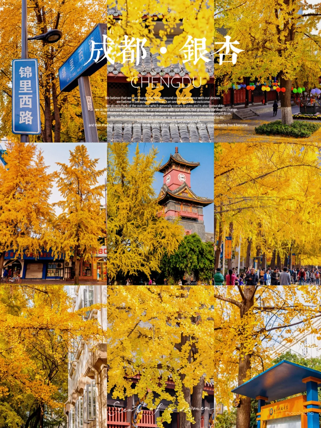 成都又要变黄啦，这份赏银杏攻略请收藏✅