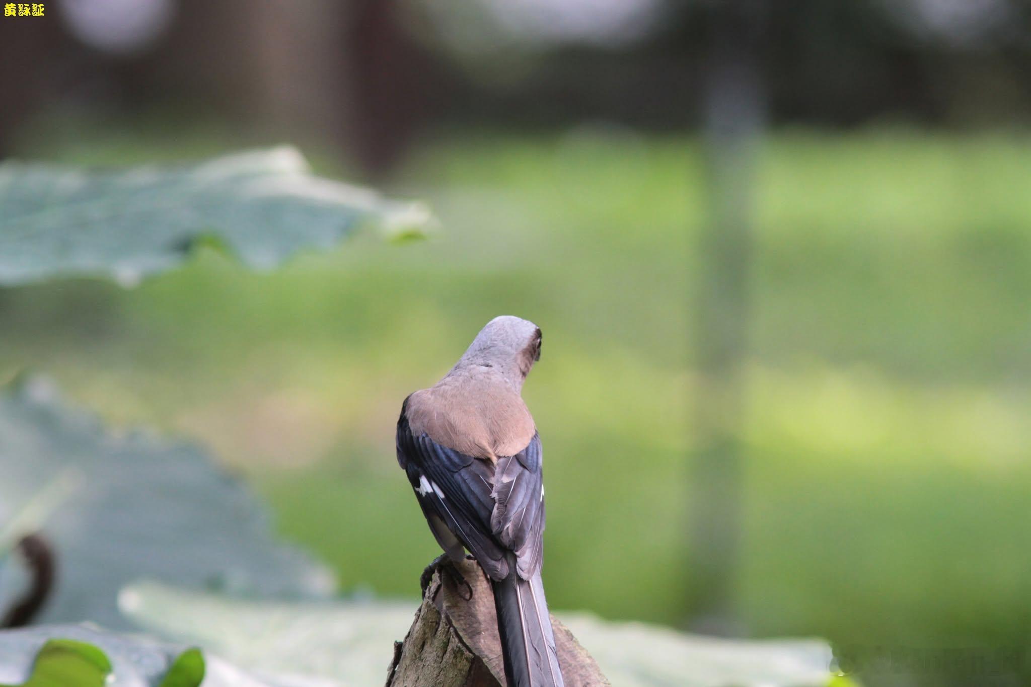 20260716，早安Dendrocitta formosae 樹鵲現身首先紀錄