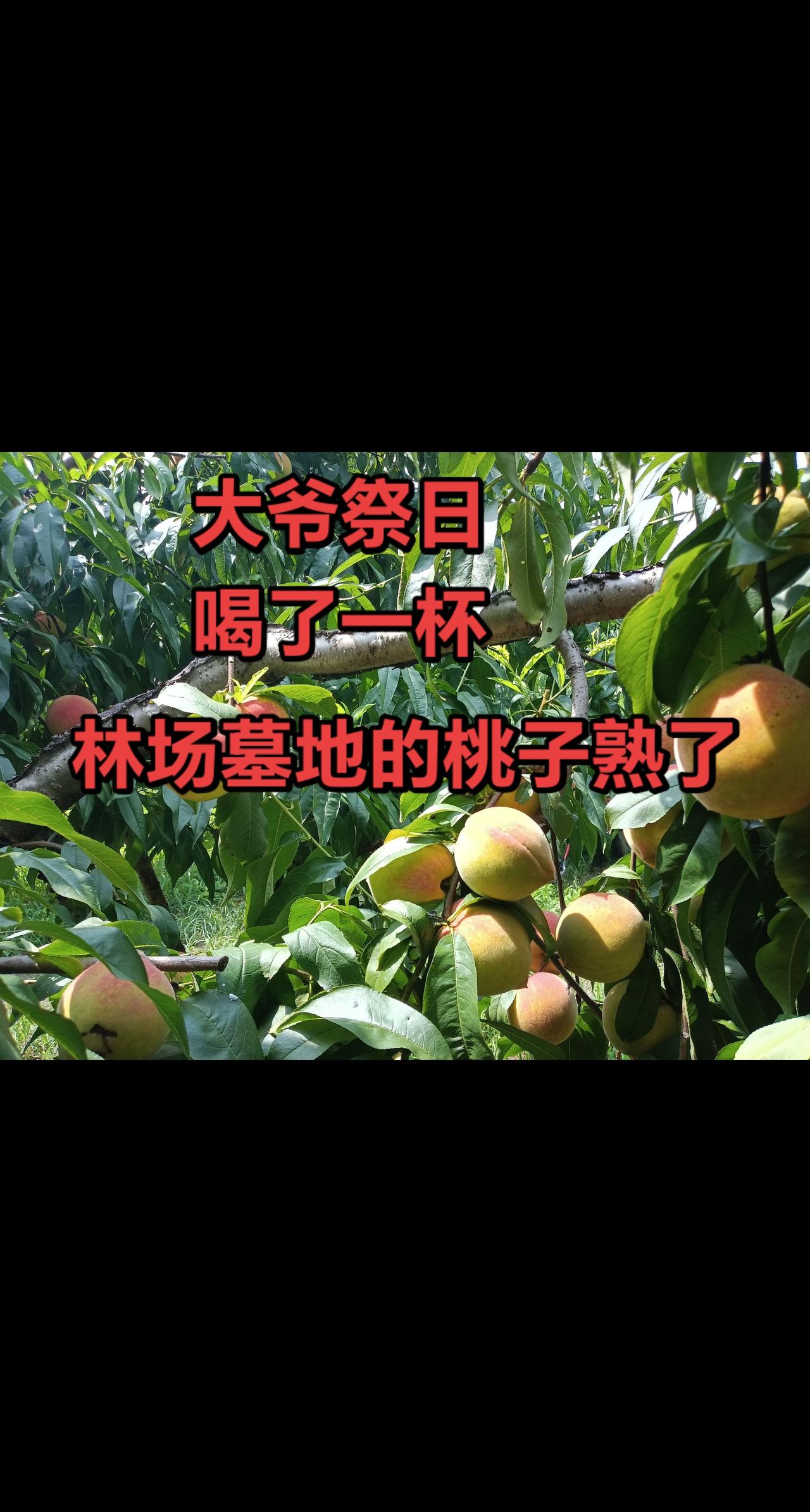 老家墓地，桃子熟了。大爷祭日，喝了一杯，去上坟。
林场的墓地，桃子挂满枝，熟了，